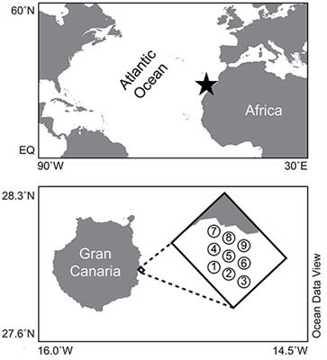 Ocean Acidification Experiments in Large-Scale Mesocosms Reveal Similar Dynamics of Dissolved Organic Matter Production and Biotransformation